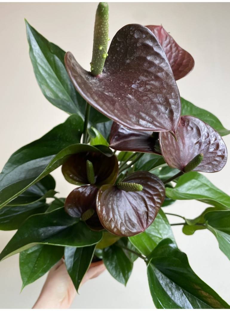 Anthurium Chocolate Plant Sapling (1pc)--1