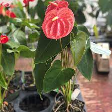 Anthurium Pink Plant Sapling (1pc)---