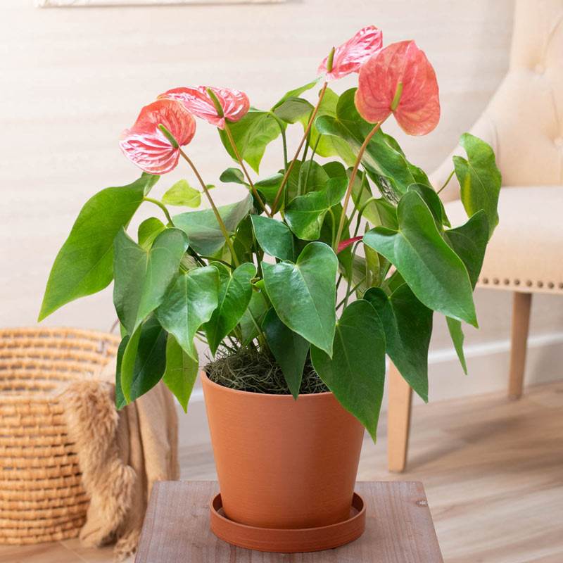 Anthurium Pink Plant Sapling (1pc)----