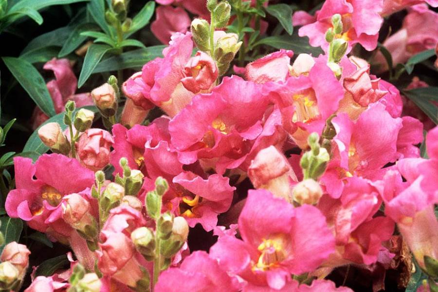 Antirrhinum Double Mixed Seeds (30 seeds)-