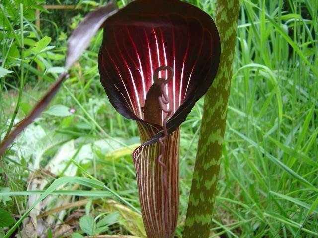 Arisaema speciosum, Cobra Lily (Wine Color)-