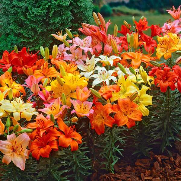 Asiatic Lilies (Mix Color) - Bulbs (set of 5) - -
