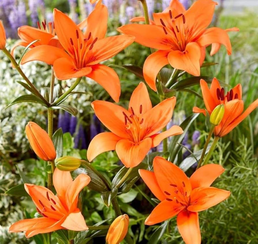 Asiatic Lily, Amiga Lily (Orange)