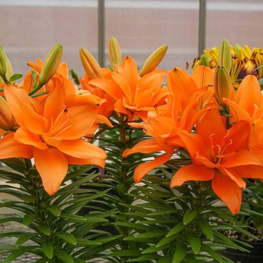 Asiatic Lily (Orange) - Bulbs---1