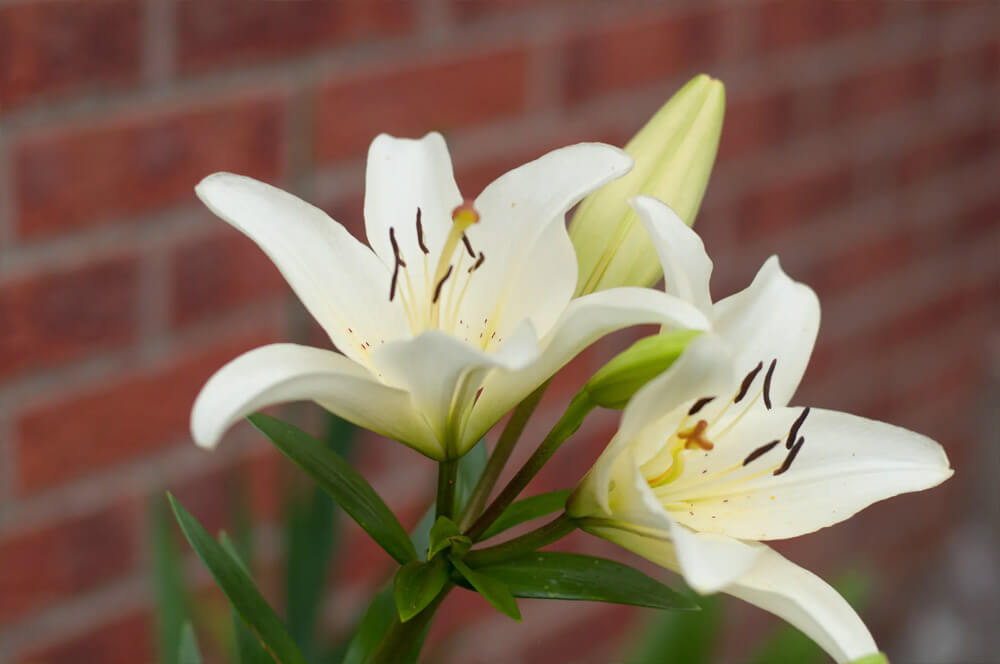 Asiatic Lily (White)--