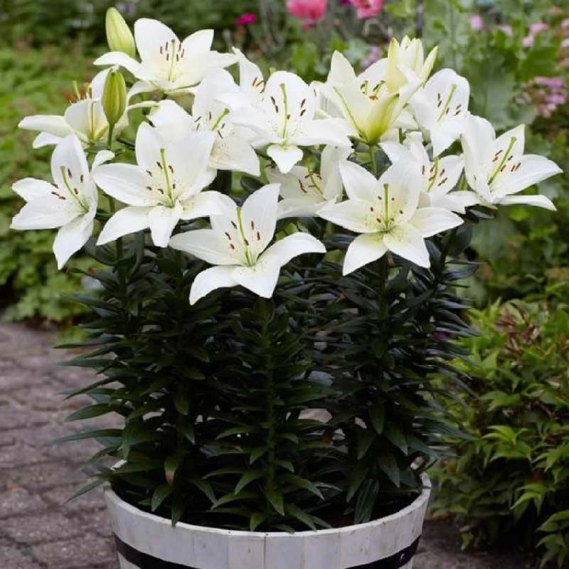 Asiatic Lily (White) - Bulbs-