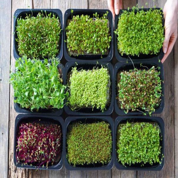 Assorted Microgreens Seeds Pack (1Pack)