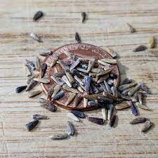 Aster Mixed Seeds --