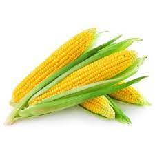 Baby Corn Seeds (3 Seeds)-1