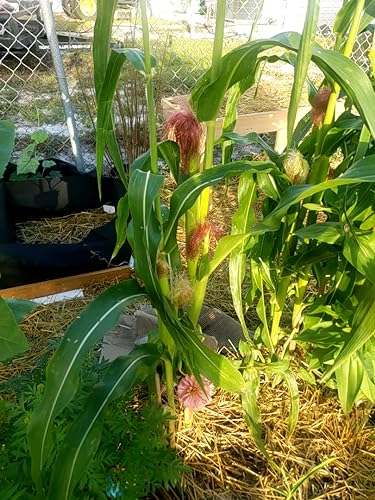 Baby Corn Seeds (3 Seeds)