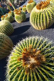 Barrel Cactus Sapling (1pc)---