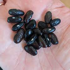 Beans Seeds (10 seeds)--