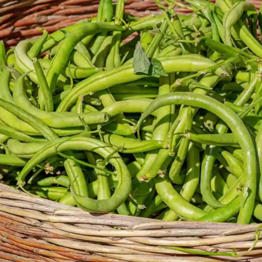 Beans Seeds (10 seeds)-