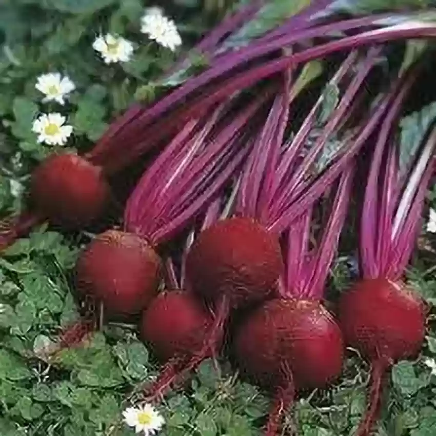Beetroot Seeds (15 seeds)-1
