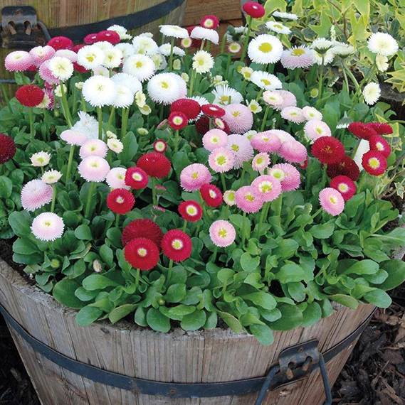 Bellis Monstrosa Double Mix Seeds (100 seeds)--