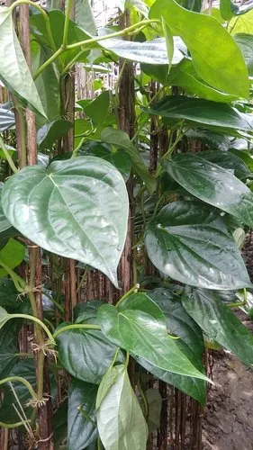 Betel Paan Sapling (1pc)-1