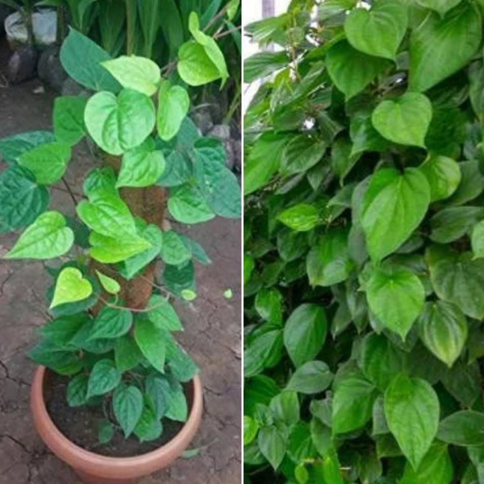Betel Paan Sapling (1pc)--2