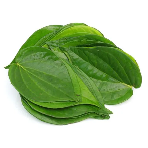 Betel Paan Sapling (1pc)-3