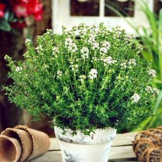 Biocarve Thyme Seeds (50 seeds)--2