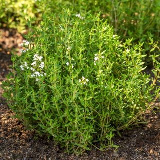 Biocarve Thyme Seeds (50 seeds)-4