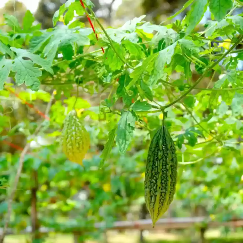 Bitter Gourd Seeds (5 seeds)--1