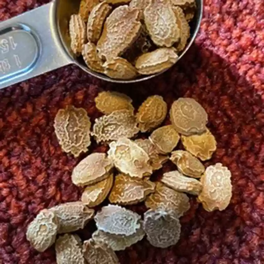 Bitter Gourd Seeds (5 seeds)-4