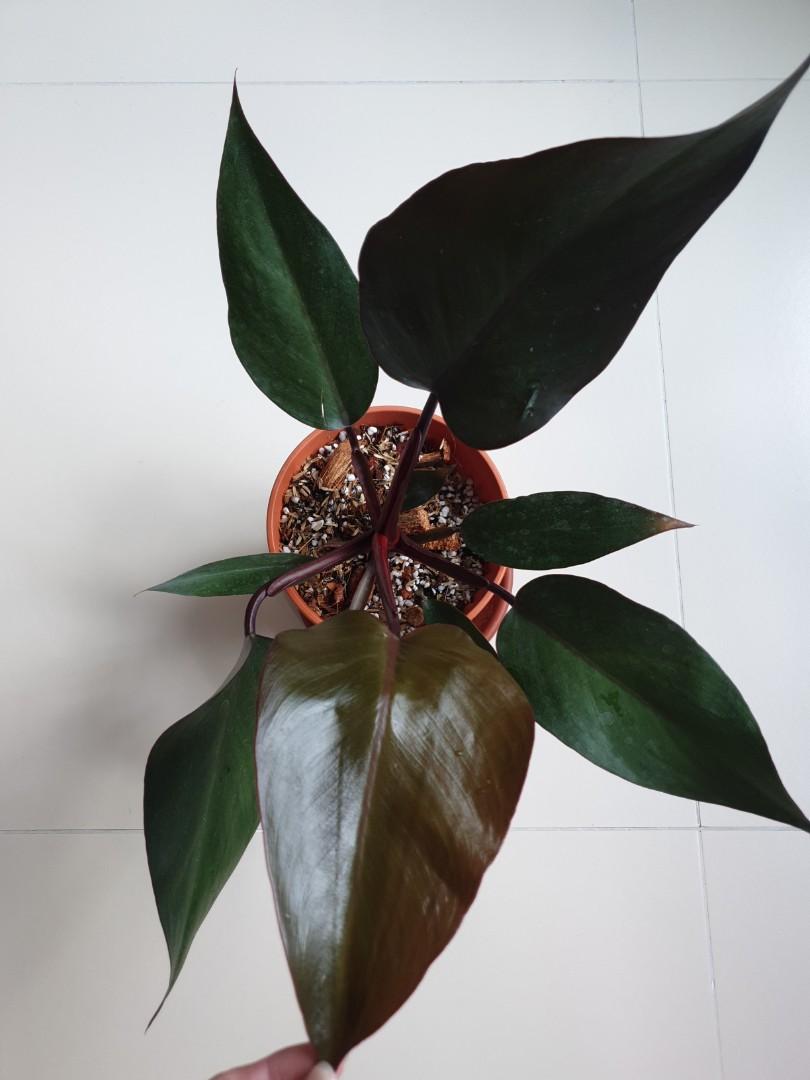Black Money Plant--