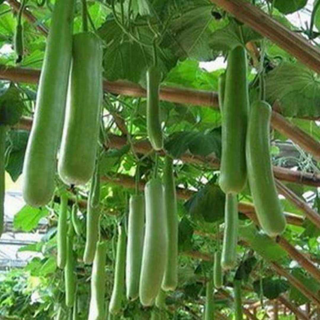 Bottle Gourd Seeds (3 seeds)-1