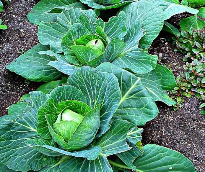 Cabbage Seeds (10 seeds)--1