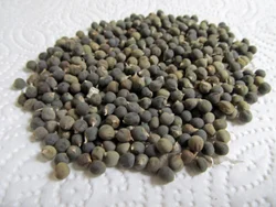 Cabbage Seeds (10 seeds)-2