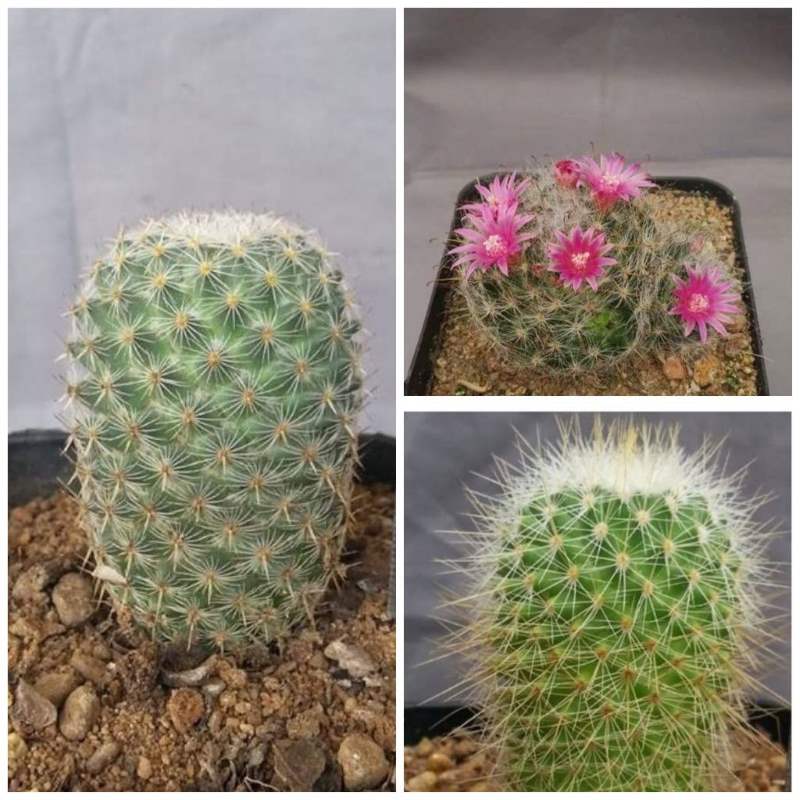 Cactus plant- 1