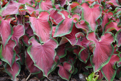Caladium (Dark Red, Wine Color, Green Lime) - Bulbs (set of 10)--