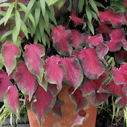 Caladium (Dark Red, Wine Color, Green Lime) - Bulbs (set of 10)--1