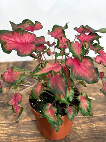 Caladium (Dark Red, Wine Color, Green Lime) - Bulbs (set of 10)