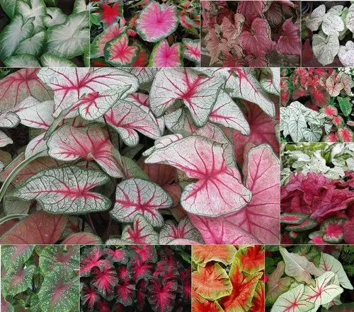 Caladium (Random Color)