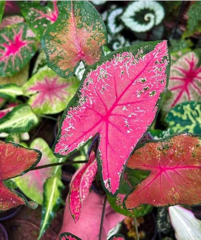 Caladium (Red, Pink)-1