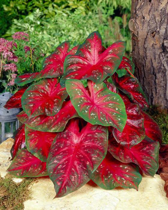 Caladium (Red, Wine Color, Green) - Bulbs (set of 5)-1