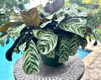 Calathea Burle Marxii---2