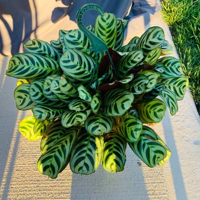 Calathea Burle Marxii plant--1