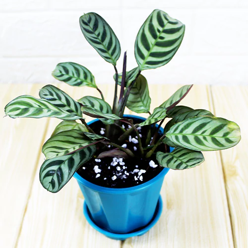 Calathea Burle Marxii plant