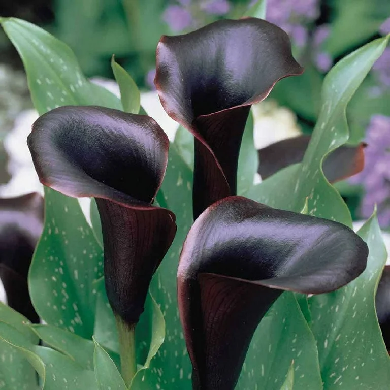 Calla Lily (Black) - Bulbs