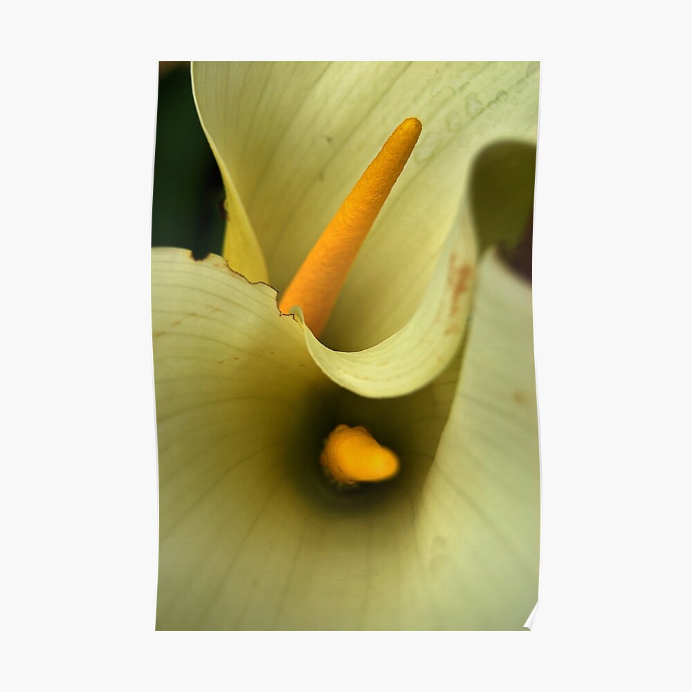 Calla Lily (Creamy White) - Bulbs (set of 5)---