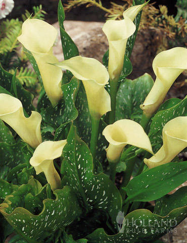 Calla Lily (Creamy White) - Bulbs (set of 5)