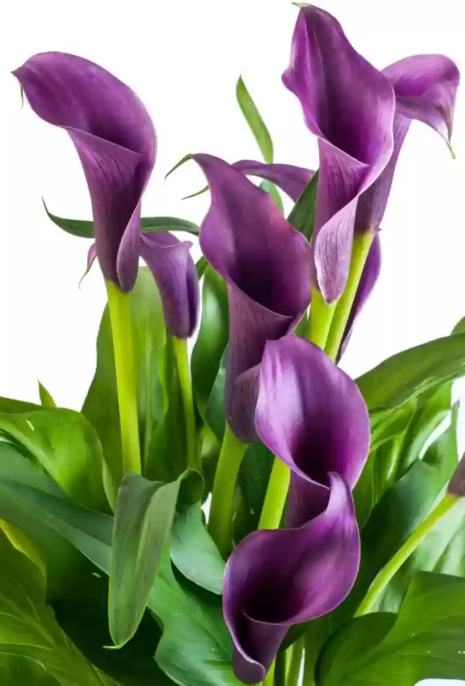 Calla Lily (Lavender)-