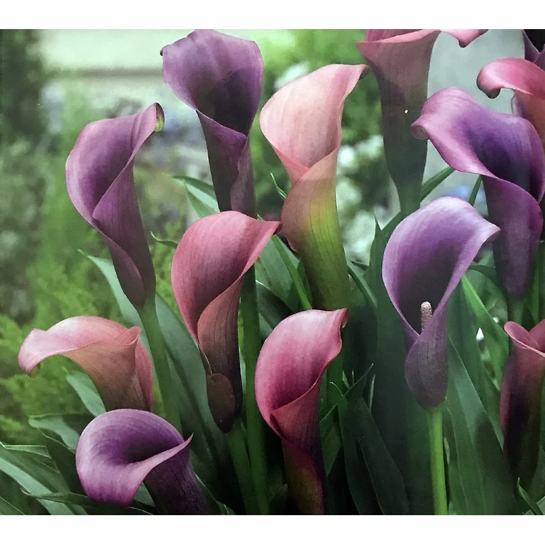 Calla Lily (Lavender) - Bulbs (set of 5)--