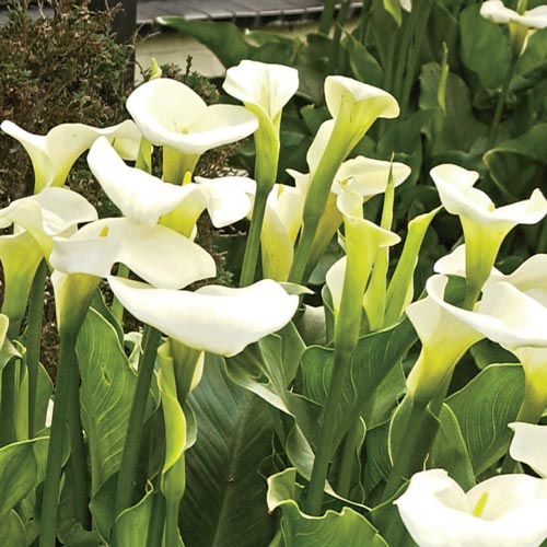 Calla Lily (Light Yellow) - Bulbs (set of 5)