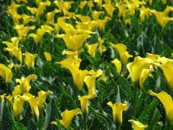 Calla Lily (Mix) - Bulbs (set of 5)