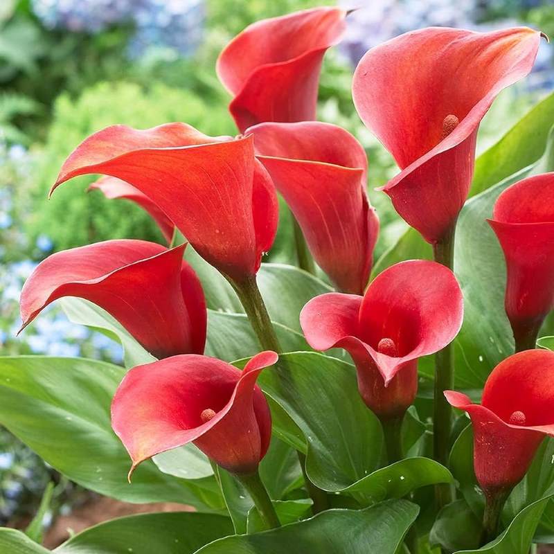 Calla Lily (Red) - Bulbs---