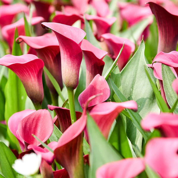 Calla Lily (Red) - Bulbs-1