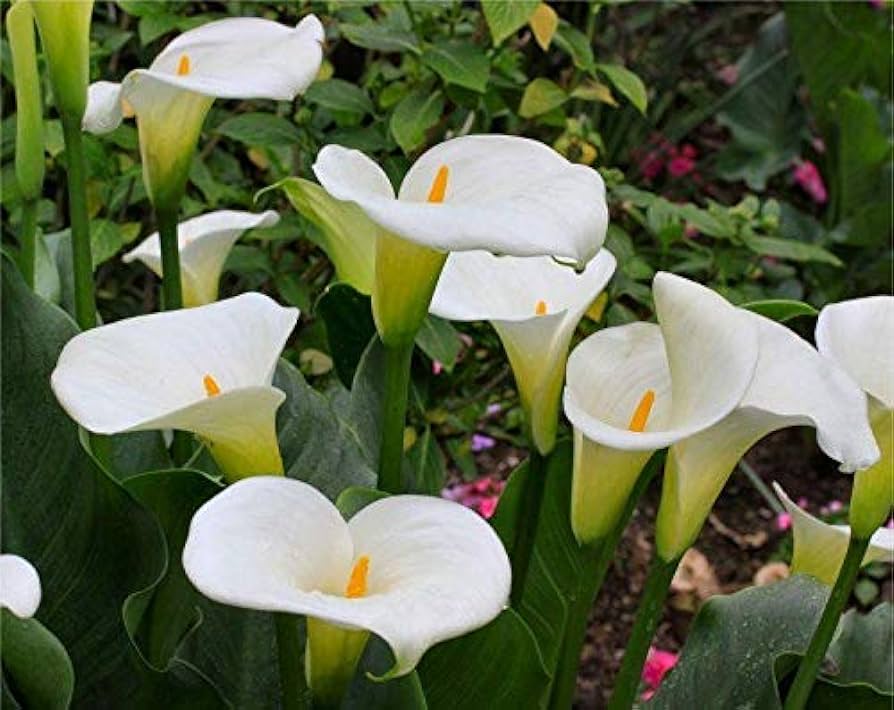 Calla Lily (White) - Bulbs
